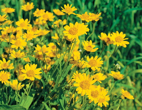 Arnica